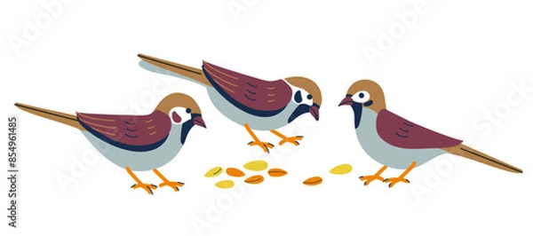 Fototapeta Sparrows eat seeds. Tiny sparrow birds on white background