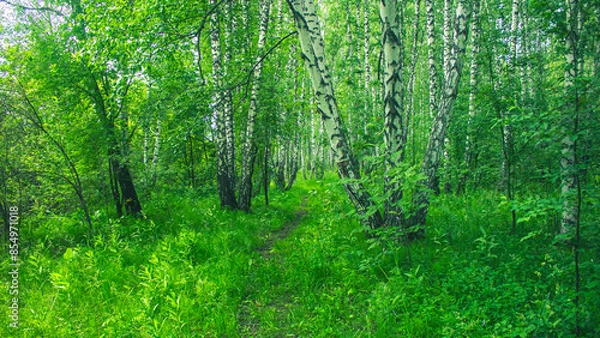 Fototapeta A trail in the birch forest. Forest and birch trees