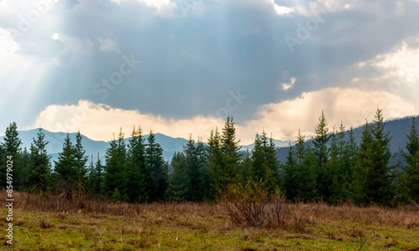 Obraz Pine forest #09-202406	