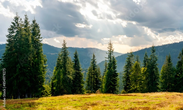 Obraz Pine forest #05-202406	