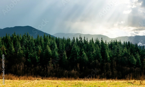 Obraz Pine forest #04-202406	
