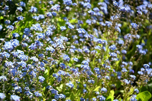 Fototapeta forget-me-not