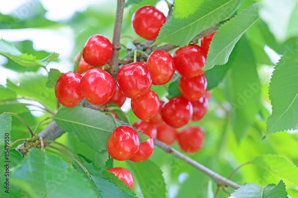 Obraz さくらんぼ　（佐藤錦）