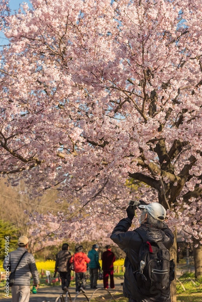 Fototapeta 芦花公園