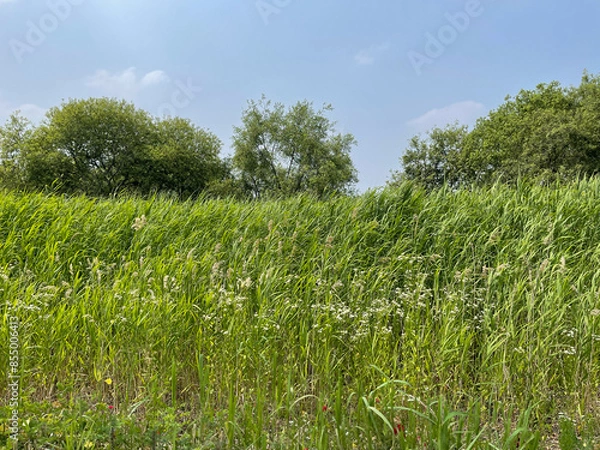 Obraz 서울의 들판