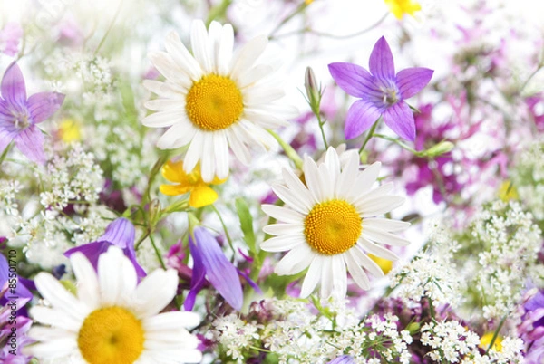 Fototapeta Ромашки.