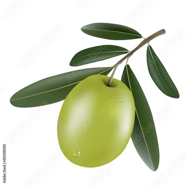 Fototapeta Vector illustration of realistic 3d olive tree branch with green olive and drops of dew isolated on white background. Can be used for advertising, print, banner, poster, packaging. Eps 10.
