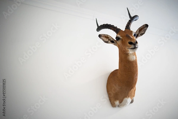 Obraz Antelope hunting trophy hanging on a wall