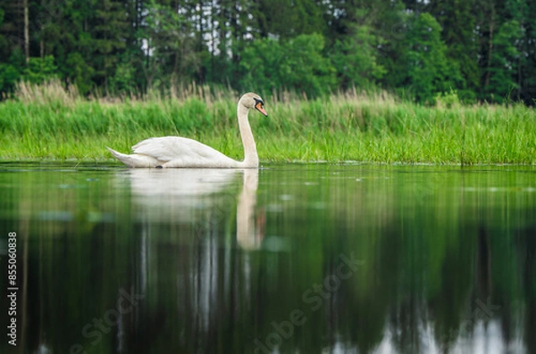 Fototapeta The floating mute swan with reflection on a water level