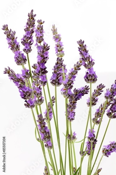 Obraz ラバンジンラベンダー