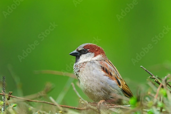 Fototapeta closeup of a House sparrow standing on a tree..