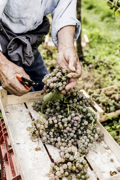 Obraz Harvesting Grapes