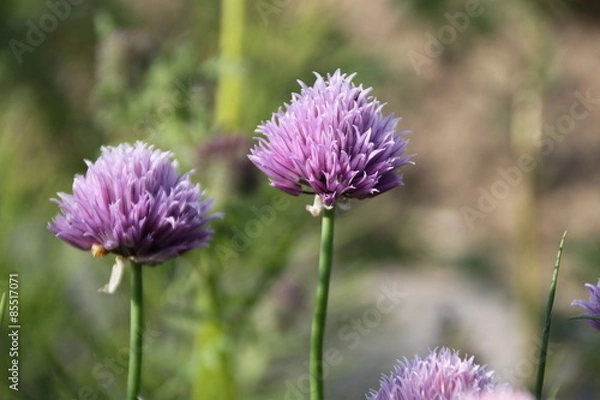 Fototapeta Schnittlauchblüte