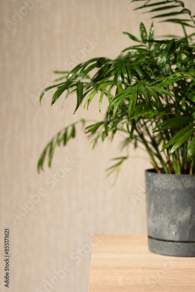 Fototapeta Chamaedorea Home  Plant in Pot on Wooden Table Near Window in Room