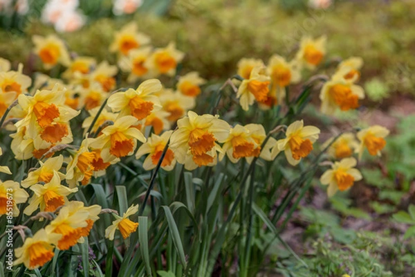 Fototapeta yellow daffodils