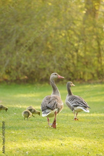 Obraz A picture clicked in Denmark