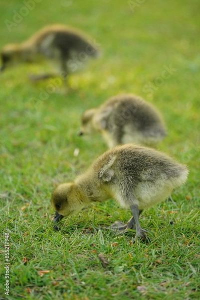 Obraz A picture clicked in Denmark