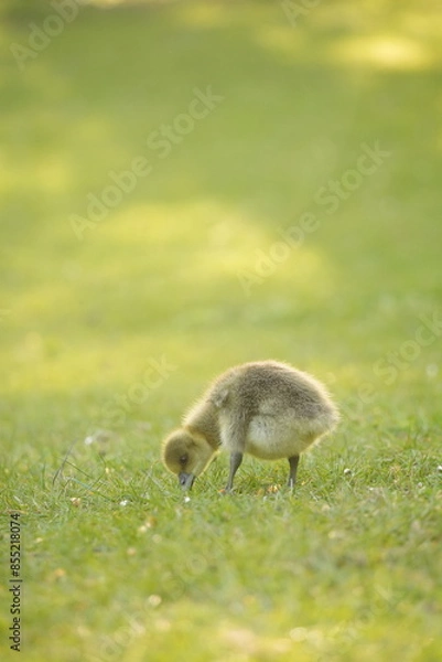 Obraz A picture clicked in Denmark