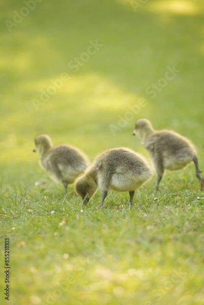 Obraz A picture clicked in Denmark