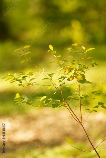 Obraz A picture clicked in Denmark