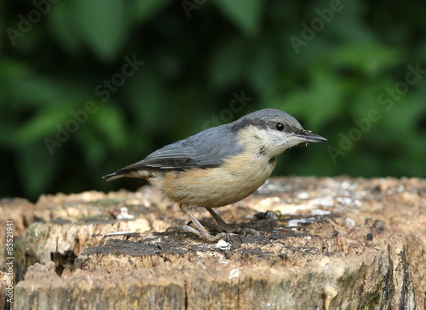 Obraz Portrait of a Nuthatch