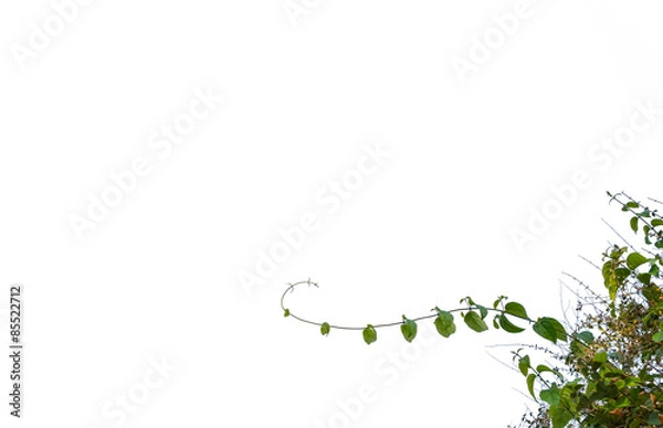 Obraz Green leaves isolated, foreground useage