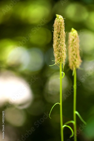 Obraz Brennnessel im Wald