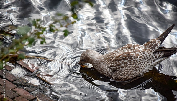 Fototapeta Gull x Water