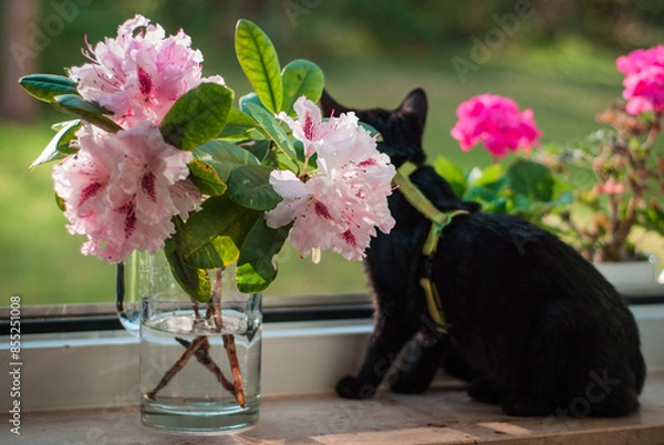 Obraz little black cat in the sunny summer light against the background of a rhododendron flower