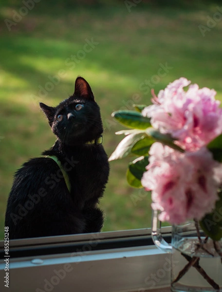 Obraz little black cat in the sunny summer light against the background of a rhododendron flower