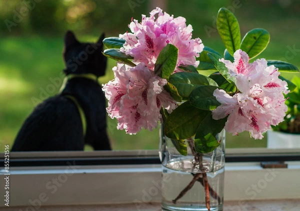 Obraz little black cat in the sunny summer light against the background of a rhododendron flower
