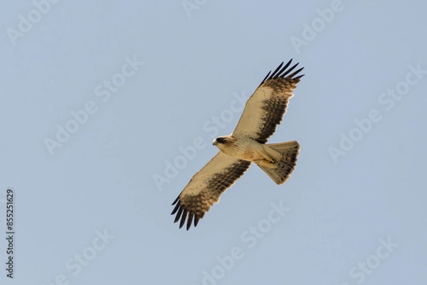 Fototapeta Booted Eagle Hieraaetus pennatus in flight