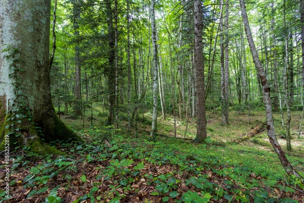 Fototapeta Forest in the summer morning.