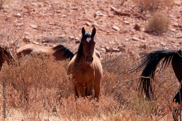 Fototapeta Wildpferde im Outback