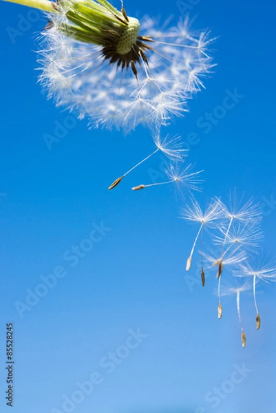 Fototapeta Dandelion with fluffs