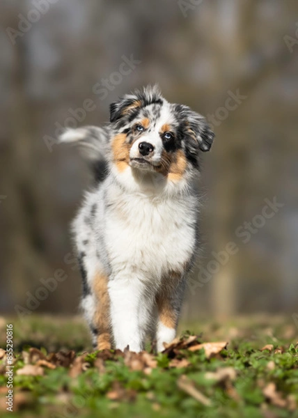 Fototapeta Australian Shepheard