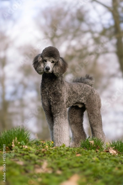 Obraz dog in the grass