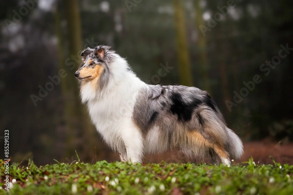 Obraz border collie dog
