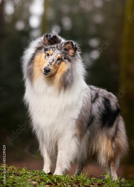 Obraz Collie
