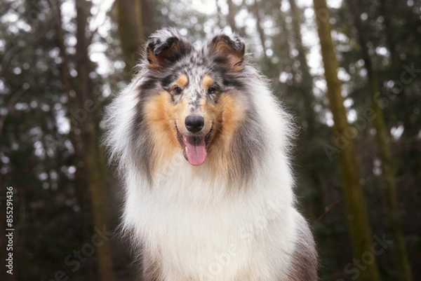 Obraz Collie