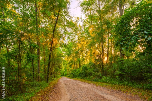 Fototapeta nature, park, sunset, trees, pathway, road, dirt, 