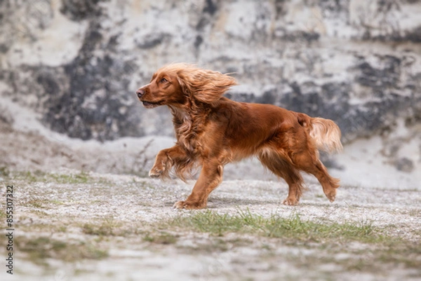 Obraz dog running