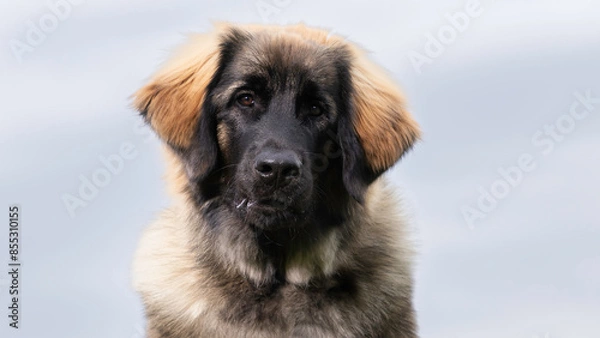 Fototapeta Leonberger