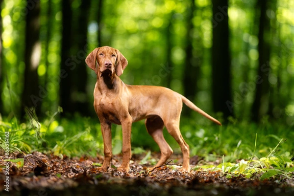 Obraz Hunting dog