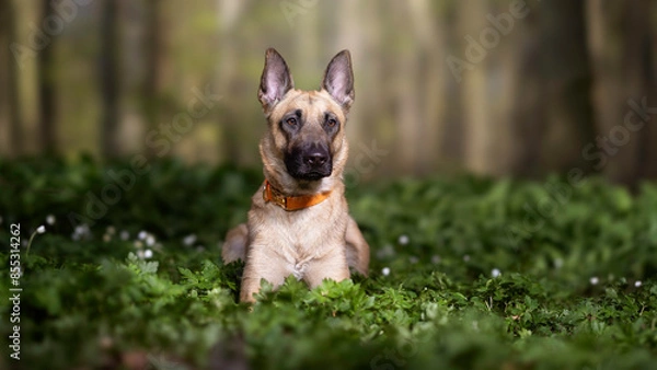 Obraz malinois in the woods