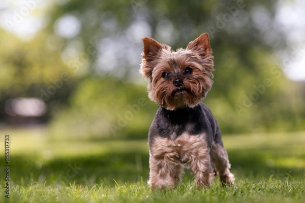 Obraz yorkshire terrier on the grass