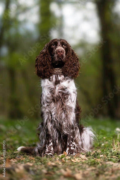 Obraz english springer spaniel