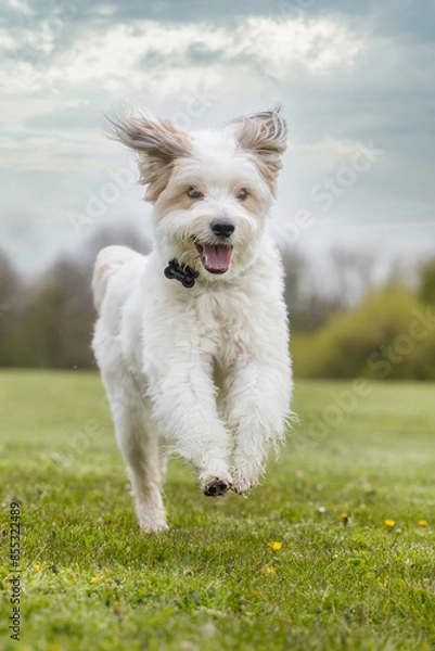 Obraz happy dog
