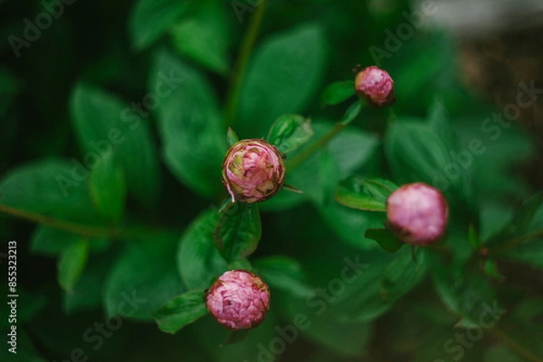 Obraz Tightly Closed Pink Peony Buds on the Bush