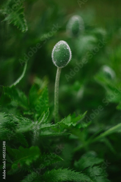 Obraz Orange Poppy Flowers and Buds in the Garden